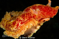 Spanish Dancer Nudibranch free swimming. Taken on a night... by Glenn Kulmer 